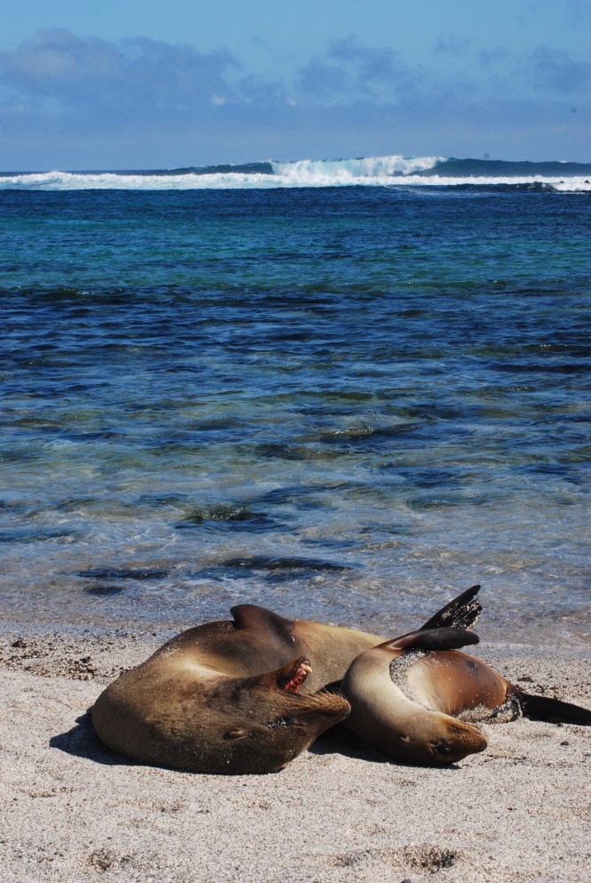 La Lobería, San Cristóbal, Galápagos